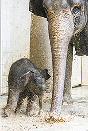 Elefantenbaby Otto im Tierpark Hellabrunn beim Schlammbaden (&copy;Foto: Tierpark Hellabrunn, Navon Adami)